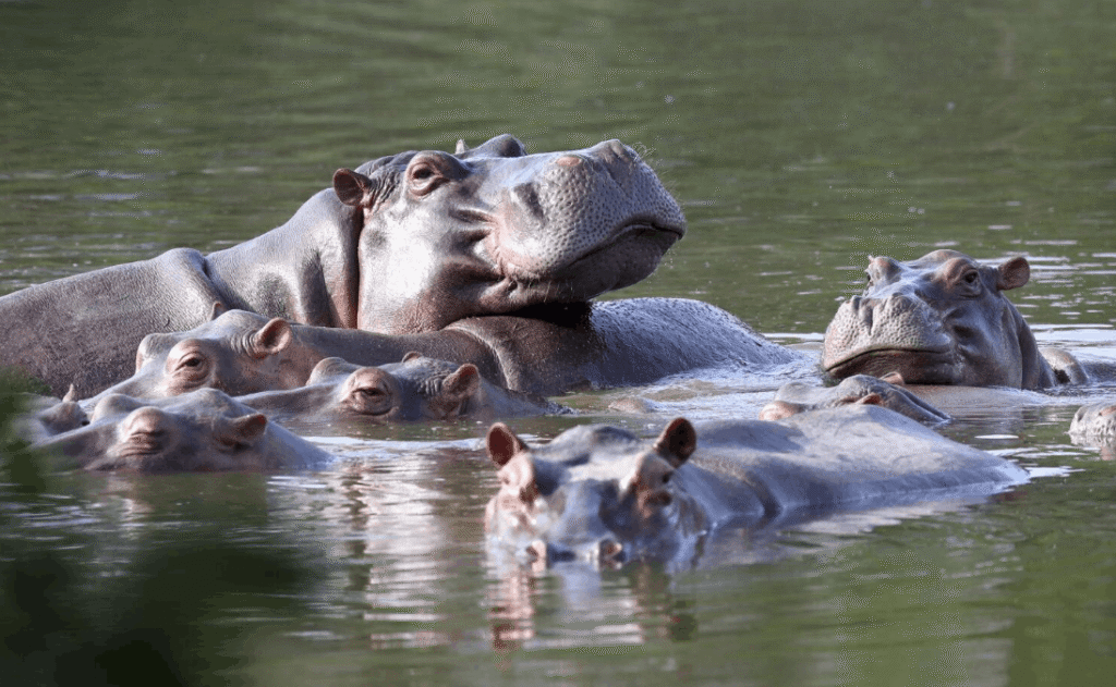 mataran a los hipopotamos de pablo escobar darwyn rosales